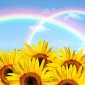 Sommer
